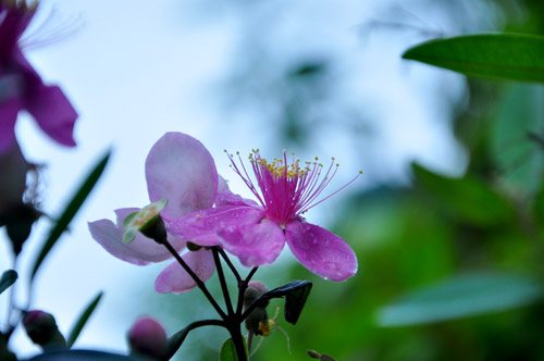 Hoa dừa cạn rủ, hoa dua can ru, hoa Tết, hoa Tet, hạt giống hoa, hoa treo, dạ yến thảo, hoa treo ban công, hoa phong lu, hoa phong lu thao, hoa phong lữ, hoa phong lữ thảo, hạt giống hoa oải hương, bán hạt giống hoa oải hương, hat giong hoa oai huong, hạt giống  chất lượng cao, hat giong hoa , hat giong hoa chat luong cao, hoa trong tham, hoa trong chau,